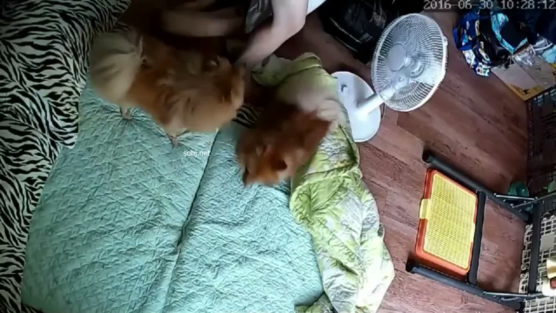 두 마리의 장난꾸러기 강아지 썸네일